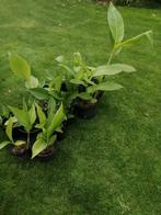 15-tal rode canna's in pot, Ophalen