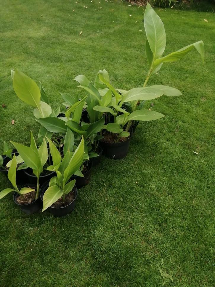 15-tal rode canna's in pot, Tuin en Terras, Planten | Struiken en Hagen, Ophalen