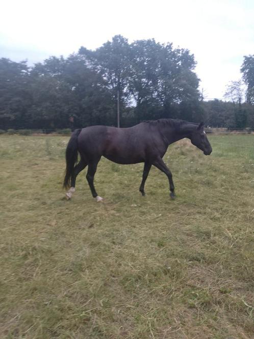 recreatie gezelschap merrie, Dieren en Toebehoren, Paarden, Merrie