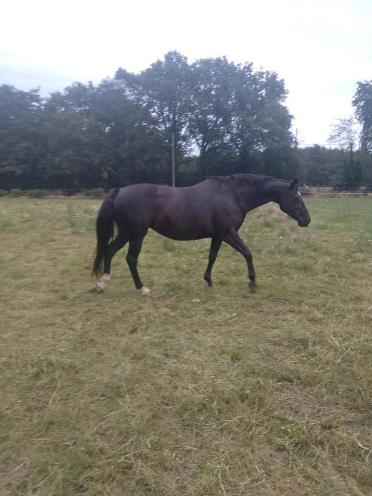 recreatie gezelschap merrie, Dieren en Toebehoren, Paarden, Merrie