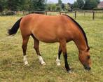 2,5 jarige Freiberger/Franches-Montagne merrie., Dieren en Toebehoren, Paarden, Merrie, Minder dan 160 cm, Gechipt, 3 tot 6 jaar