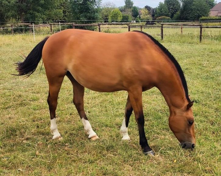 2,5 jarige Freiberger/Franches-Montagne merrie., Dieren en Toebehoren, Paarden, Merrie, Onbeleerd, Minder dan 160 cm, 3 tot 6 jaar