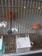 kanaries 25, Dieren en Toebehoren, Zangkanarie