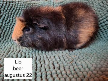 Cavia's uit asiel  beschikbaar voor biedingen
