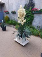 Yucca filomentosa, Tuin en Terras, Ophalen, Vaste plant, Overige soorten, Halfschaduw