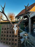 Gewei edelherten groot, Enlèvement