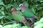 Groenvleugelduifjes, Dieren en Toebehoren, Vogels | Overige Vogels, Meerdere dieren, Tropenvogel, Geringd