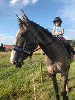 Un cheval à l'épreuve des bombes ! ! !, Animaux & Accessoires, Chevaux, Jument