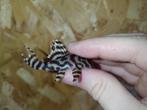 Hypancistrus L333