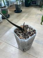 Anthurium Crystallinum Dark Form, Huis en Inrichting, Kamerplanten, Ophalen of Verzenden