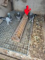 Gratis takla, Dieren en Toebehoren, Pluimvee