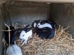 Vlinderkonijn, Meerdere dieren, Groot, 0 tot 2 jaar