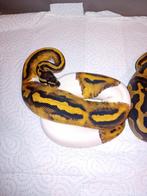 Ball python pied vrouwtje, Dieren en Toebehoren