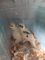 kakariki, Dieren en Toebehoren, Vogels | Parkieten en Papegaaien, Geringd