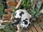 Prachtige mannelijke dalmatier Rex dwergkonijntjes, Dieren en Toebehoren, Konijnen