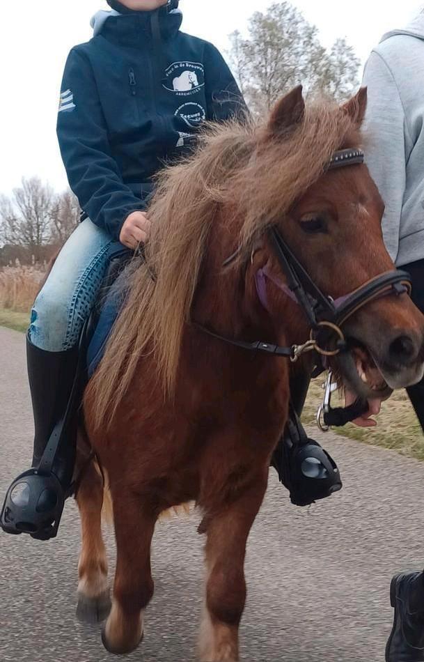 NSPS Shetlander, shetlandpony, kinderpony, Dieren en Toebehoren, Pony's, Merrie, Zadelmak, A pony (tot 1.17m), Recreatiepony, 3 tot 6 jaar