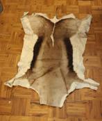 Springbokhuid - taxidermie, Verzamelen, Dierenverzamelingen, Ophalen of Verzenden, Gebruikt