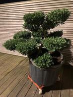 Ilex Crenata Kinme bonsai boom, Overige soorten, 100 tot 250 cm, Ophalen, Volle zon