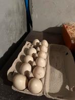 Broedeieren barberie eend te koop, Dieren en Toebehoren, Pluimvee, Eend