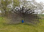 Oeufs fécondés de paons bleus, Nieuw, Overige typen, Ophalen of Verzenden