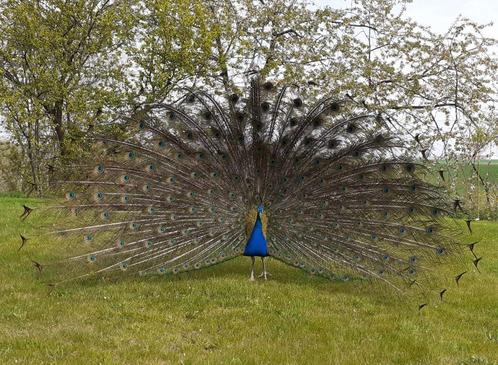 Oeufs fécondés de paons bleus, Dieren en Toebehoren, Pluimvee | Toebehoren, Nieuw, Overige typen, Ophalen of Verzenden