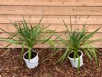 3 Yucca gloriosa, Tuin en Terras, Planten | Tuinplanten, Volle zon, Vaste plant, Zomer, Ophalen