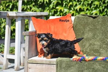 Biewer York pupje, Chien (mâle), Autres races, Belgique, Plusieurs