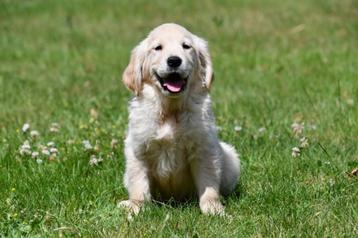 Golden Retriever pups te koop - Beide ouders aanwezig beschikbaar voor biedingen