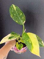 Philodendron Green Congo Marble, Huis en Inrichting, Ophalen of Verzenden