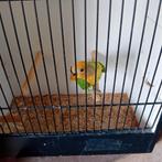 Jong agapornis geringd 2025,, Dieren en Toebehoren, Geringd