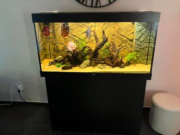 Juwel aquarium 350 liter met discusvissen beschikbaar voor biedingen