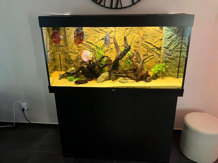 Juwel aquarium 350 liter met discusvissen, Dieren en Toebehoren, Vissen | Aquaria en Toebehoren, Zo goed als nieuw, Gevuld zoetwateraquarium