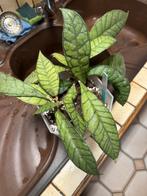 Hoya callistophylla plant, Huis en Inrichting, Ophalen of Verzenden