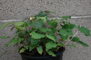 Epimedium 'Red Maximum' en Epimedium x rubrum beschikbaar voor biedingen