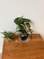 Philodendron Cream Splash of Silver Stripe, Ophalen of Verzenden