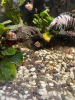 Baby chicliden verkrijgbaar!!, Poisson, Poisson d'eau douce