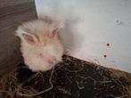 Engelse angora konijn