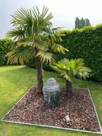 Installez des palmiers à -18 degrés, Jardin & Terrasse, Bulbes & Semences, Enlèvement ou Envoi