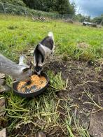Mieke en bokje te koop, Dieren en Toebehoren, Schapen, Geiten en Varkens