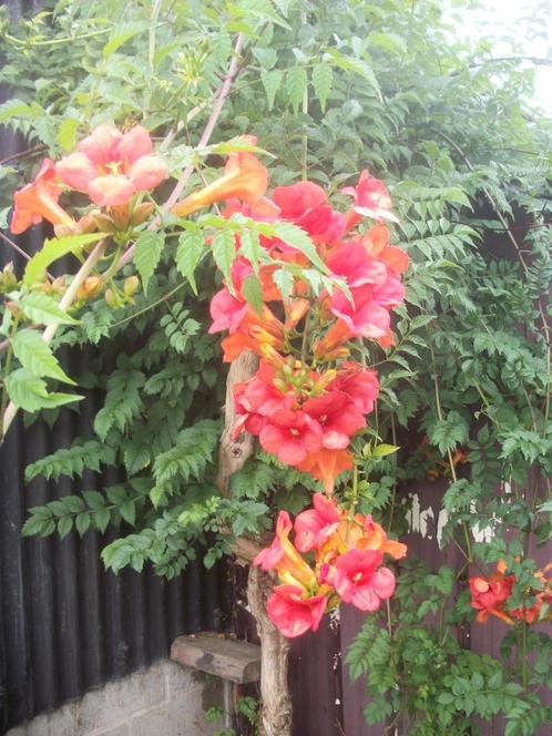Campsis radicans of trompetbloem een klimplant, Tuin en Terras, Planten | Tuinplanten, Vaste plant, Klimplanten, Volle zon, Zomer