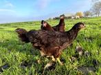 Jonge tamme Rhode Island Red kippen, gesekst en ingeënt, Vrouwelijk, Kip