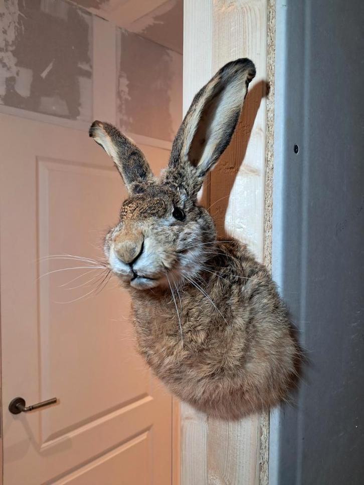 Hazenkop taxidermie – goede kwaliteit – €165, Verzamelen, Dierenverzamelingen, Zo goed als nieuw, Opgezet dier, Wild dier, Ophalen of Verzenden