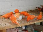 Kanarie rood, Dieren en Toebehoren, Meerdere dieren, Kleurkanarie