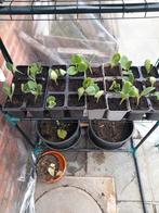 courgette-pompoen plantjes, Ophalen, Groenteplanten, Eenjarig