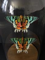 Prachtige vlucht van 2 exotische vlinders Urania Ripheus, Nieuw, Opgezet dier, Ophalen of Verzenden, Insect