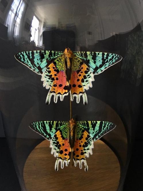 Prachtige vlucht van 2 exotische vlinders Urania Ripheus, Verzamelen, Dierenverzamelingen, Nieuw, Opgezet dier, Insect, Ophalen of Verzenden