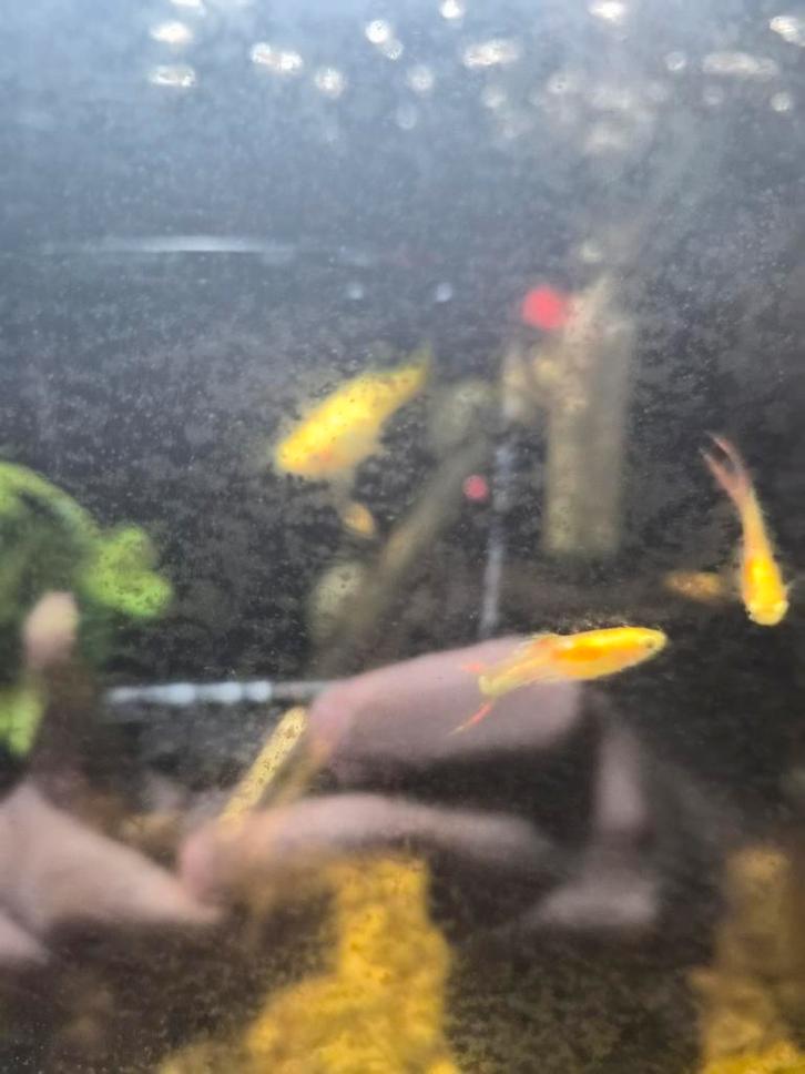 Gold endler guppy's, Dieren en Toebehoren, Vissen | Aquariumvissen