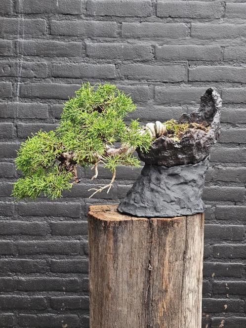 Juniperus Itoigawa bonsai, Tuin en Terras, Planten | Bomen, Overige soorten, Minder dan 100 cm, Volle zon, Bloeit niet, In pot