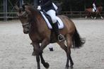 Horsegear wedstrijd dekje, Ophalen of Verzenden, Dekje