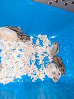 Russische dwerghamsters, Juni, Geslacht onbekend, Hamster